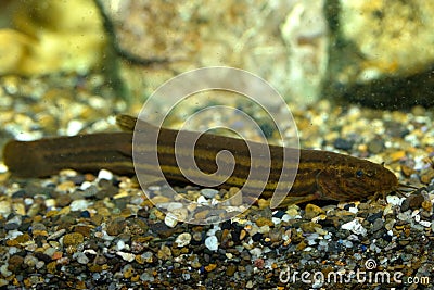 European Weatherfish or Weather Loach Misgurnus follilis Stock Photo