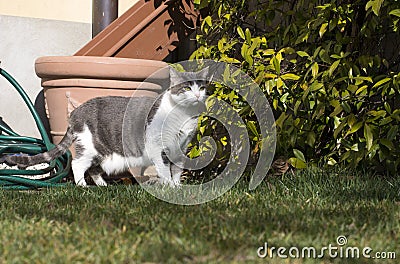 European white cat with green eyes in the garden Stock Photo