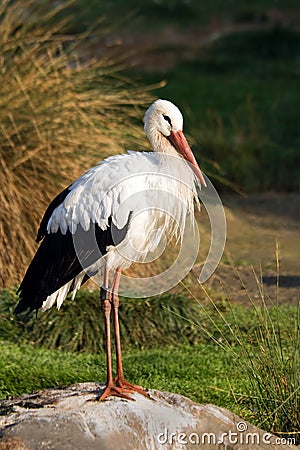 European white stork Stock Photo