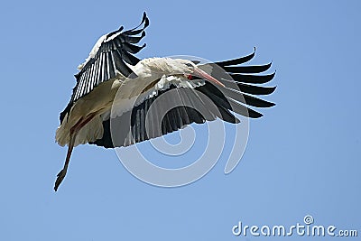 European White Stork Stock Photo