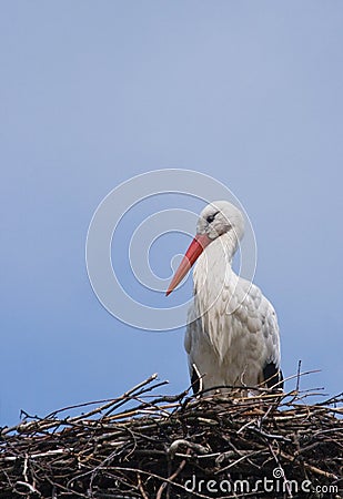 European White Stork Stock Photo