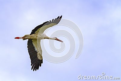 European white stork, ciconia, flying in the sky Stock Photo