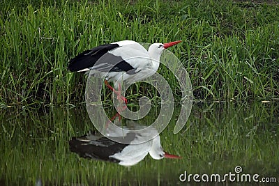 European White Stork Drinking Stock Photo