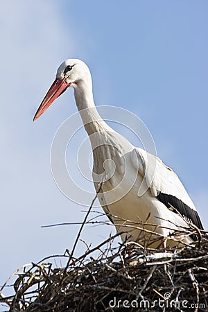 European white stork on nest Stock Photo