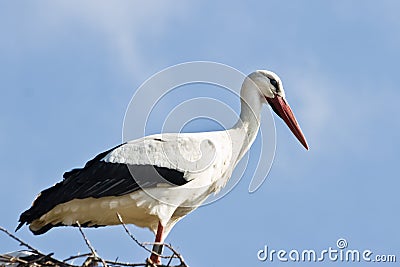 European white stork standing Stock Photo