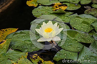 European white water lily, white water rose or white nenuphar, Nymphaea alba Stock Photo