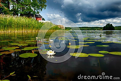 European white waterlily Stock Photo