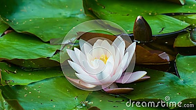 European White Waterlily, Water Rose or Nenuphar, Nymphaea alba, flower close-up, selective focus, shallow DOF Stock Photo