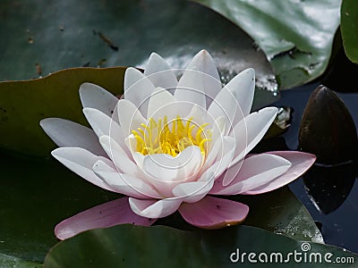 European White Waterlily, Water Rose or Nenuphar, Nymphaea alba, flower close-up, selective focus, shallow DOF Stock Photo