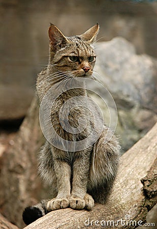 European Wild Cat Stock Photo