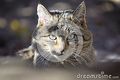 European Wild Cat ,Felis silvestris Stock Photo