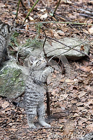 European wild cat kitten Stock Photo