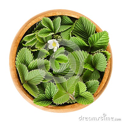 European wild strawberry leaves in wooden bowl Stock Photo