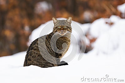 European wildcat with beautiful green eyes sitting in the snow while hunting Stock Photo
