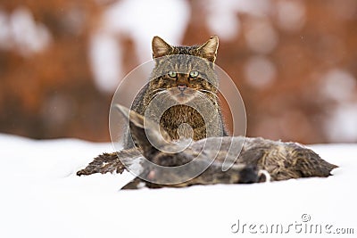 European wildcat eating dead prey on snow in winter Stock Photo