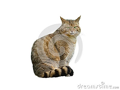 European wildcat, felis silvestris, isolated Stock Photo