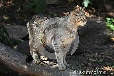 European wildcat (Felis silvestris silvestris). Stock Photo