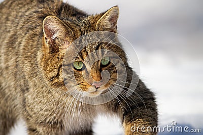 European wildcat, felis silvestris, sneaking on a hunt in winter Stock Photo