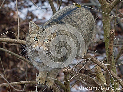 The European wildcat (Felis silvestris) in a winter natural habitat Stock Photo