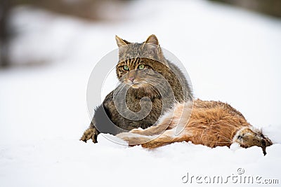 European wildcat with killed hare sitting on snow watching Stock Photo