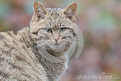 European wildcat Stock Photo