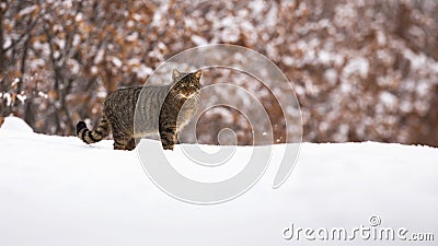 European wildcat standing on meadow in winter nature Stock Photo