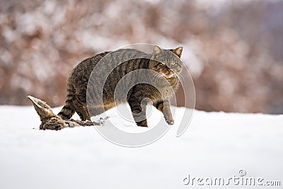 European wildcat walking on snow in winter nature. Stock Photo
