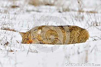 European wildcat in winter Stock Photo