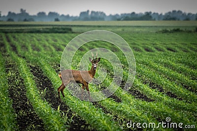 Male roe deer standing in the corn field. Stock Photo