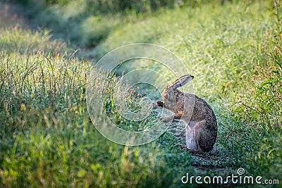 European wildlife. Wild brown hare - Lepus europaeus. Stock Photo