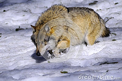 European Wolf Stock Photo