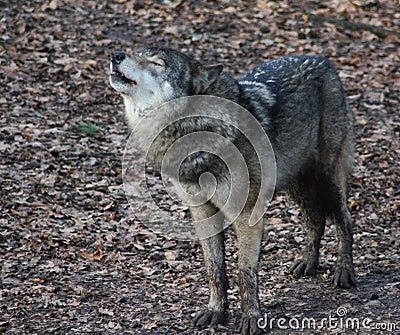 European wolf howling Stock Photo