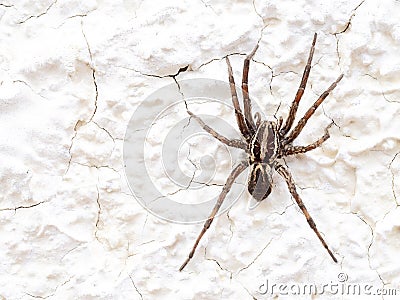 European Wolf Spider or False Tarantula Hogna radiata. Macro. On white wall. Stock Photo