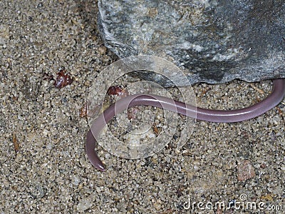 European worm snake or blind snake, Typhlops vermicularis Stock Photo