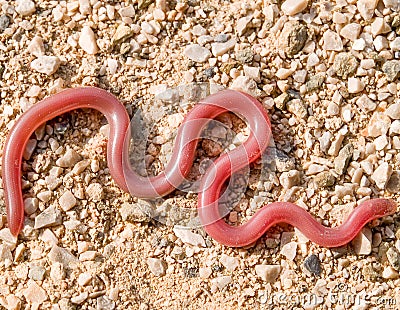 european worm snake, typhlops vermicularis Stock Photo
