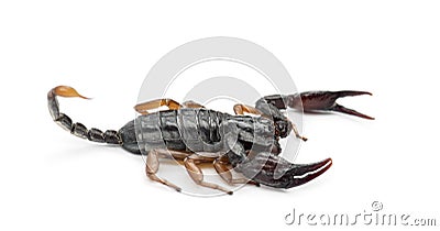 European Yellow-Tailed Scorpion Stock Photo