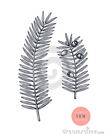 European yew vector illustration. Evergreen tree botanical drawing. Hand drawn conifer plant. For Christmas design, greeting cards Vector Illustration