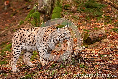 Eursian lynx in autmn forest with blurred background. Stock Photo