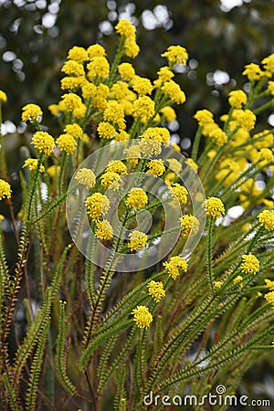 Euryops virgineus `Golden clacker`flowers Stock Photo