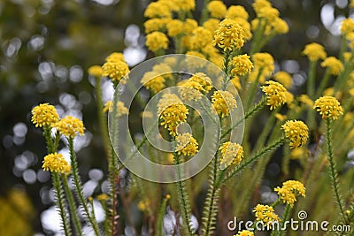 Euryops virgineus `Golden clacker`flowers Stock Photo