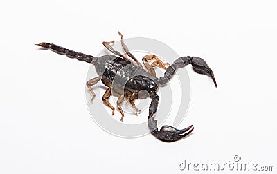 Euscorpius italicus Stock Photo