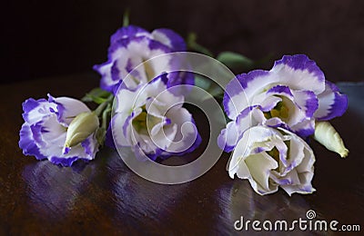 Eustoma, lisianthus or prairie gentian Stock Photo