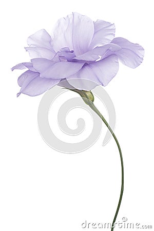 Eustoma Stock Photo