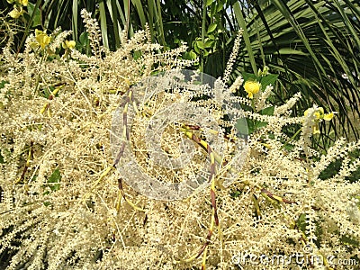 Euterpe Oleracea, Acai Palm Tree Blossoming in Bright Sunlight in Port Orange, FL. Stock Photo