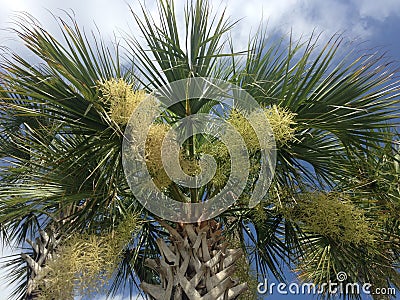 Euterpe Oleracea, Acai Palm Tree Blossoming in Bright Sunlight in Port Orange, FL. Stock Photo