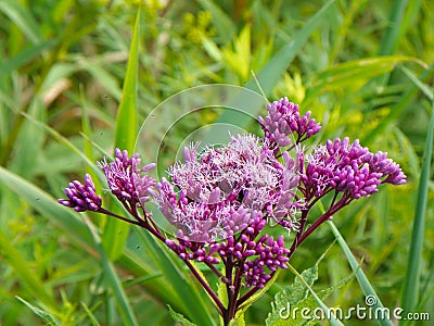 Joe Pye Weed sweet smelling blossoms attract pollinators Stock Photo