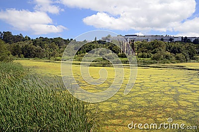 Eutrophication by algae in a water reservoir Stock Photo