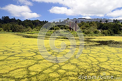 Eutrophication by algae in a water reservoir Stock Photo