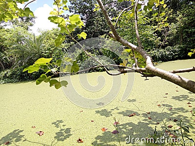 Eutrophication Stock Photo