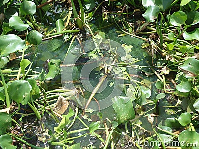 Eutrophication in Brazilian river Stock Photo